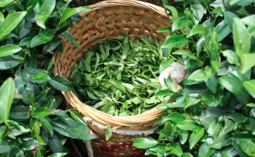 石家庄茶叶及茶制品检测,茶叶及茶制品检测费用,茶叶及茶制品检测机构,茶叶及茶制品检测项目